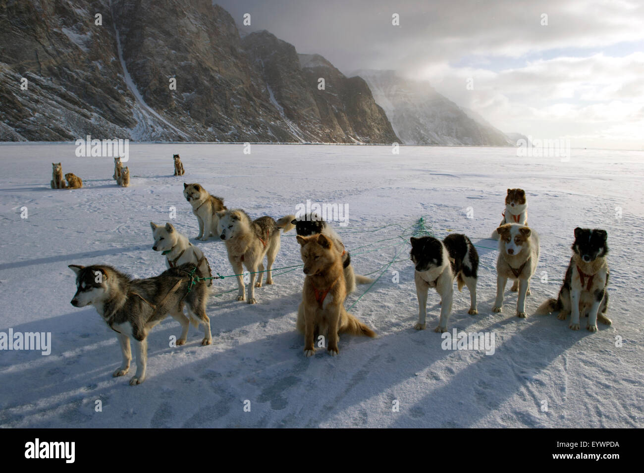 Greenlandic husky dog team staked to the ice near the floe edge in midnight sun, Greenland, Denmark, Polar Regions Stock Photo