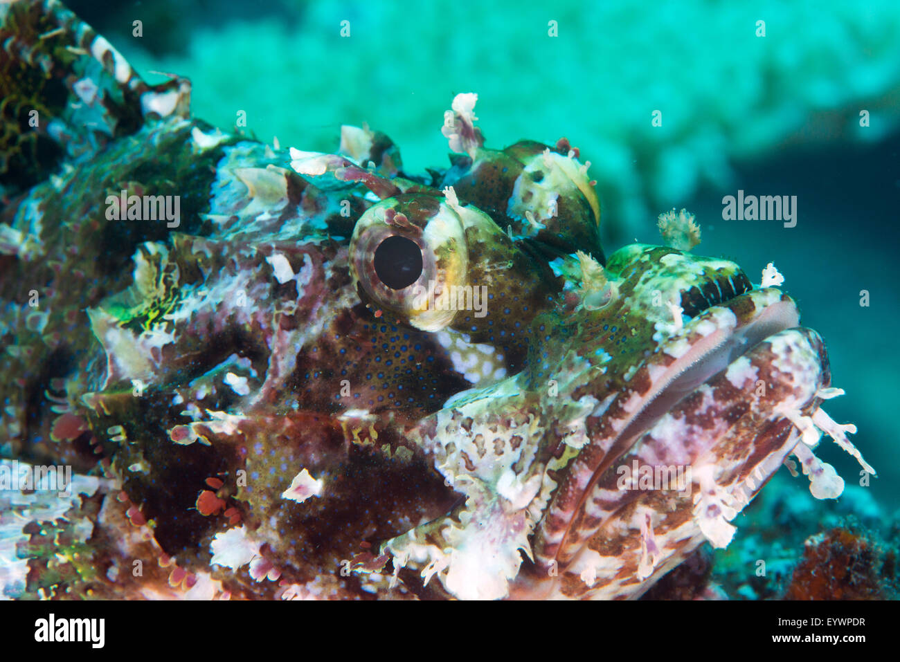 Tassled scorpionfish (smallscale scorpionfish) (Scorpaenopsis oxycephala), Matangi Island, Vanua Levu, Fiji Stock Photo