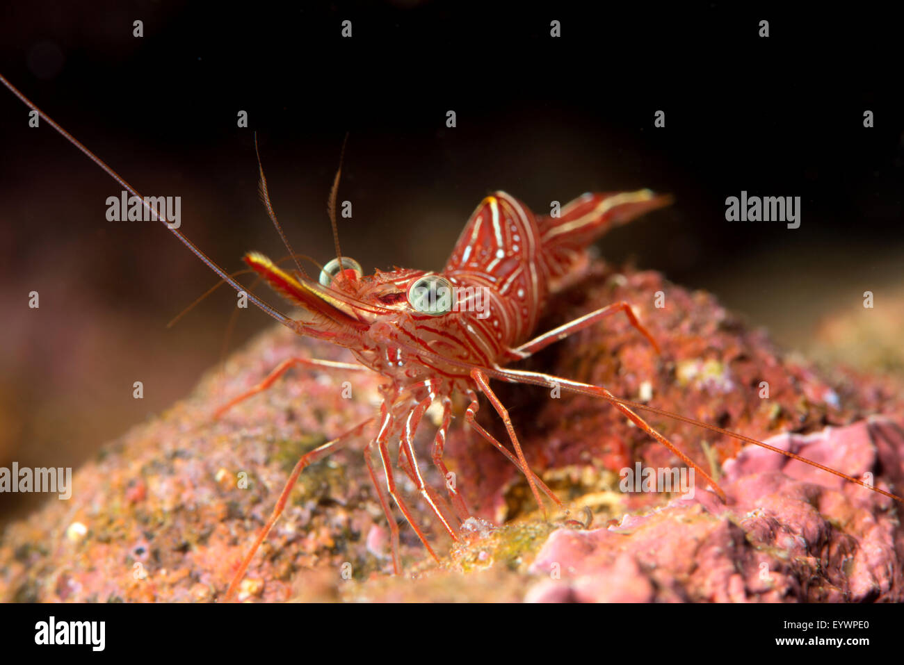 Hinge beak shrimp (Hinge beak prawn) (Rhynchocinetes sp.) emerges to feed at night, Matangi Island, Vanua Levu, Fiji, Pacific Stock Photo