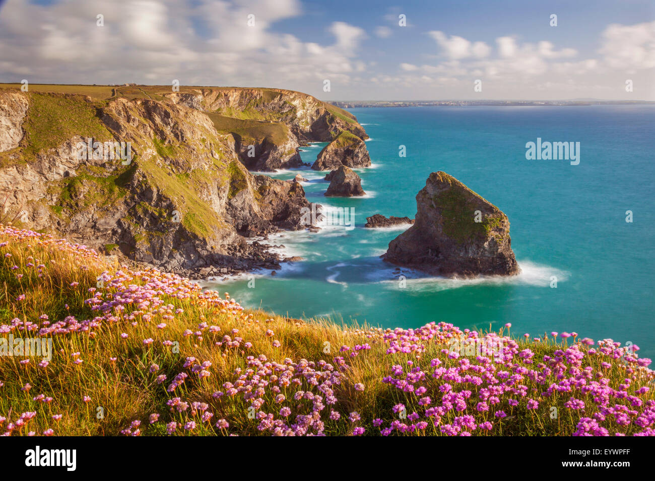 Pink thrift flowers, Bedruthan Steps, Newquay, Cornwall, England, United Kingdom, Europe Stock Photo