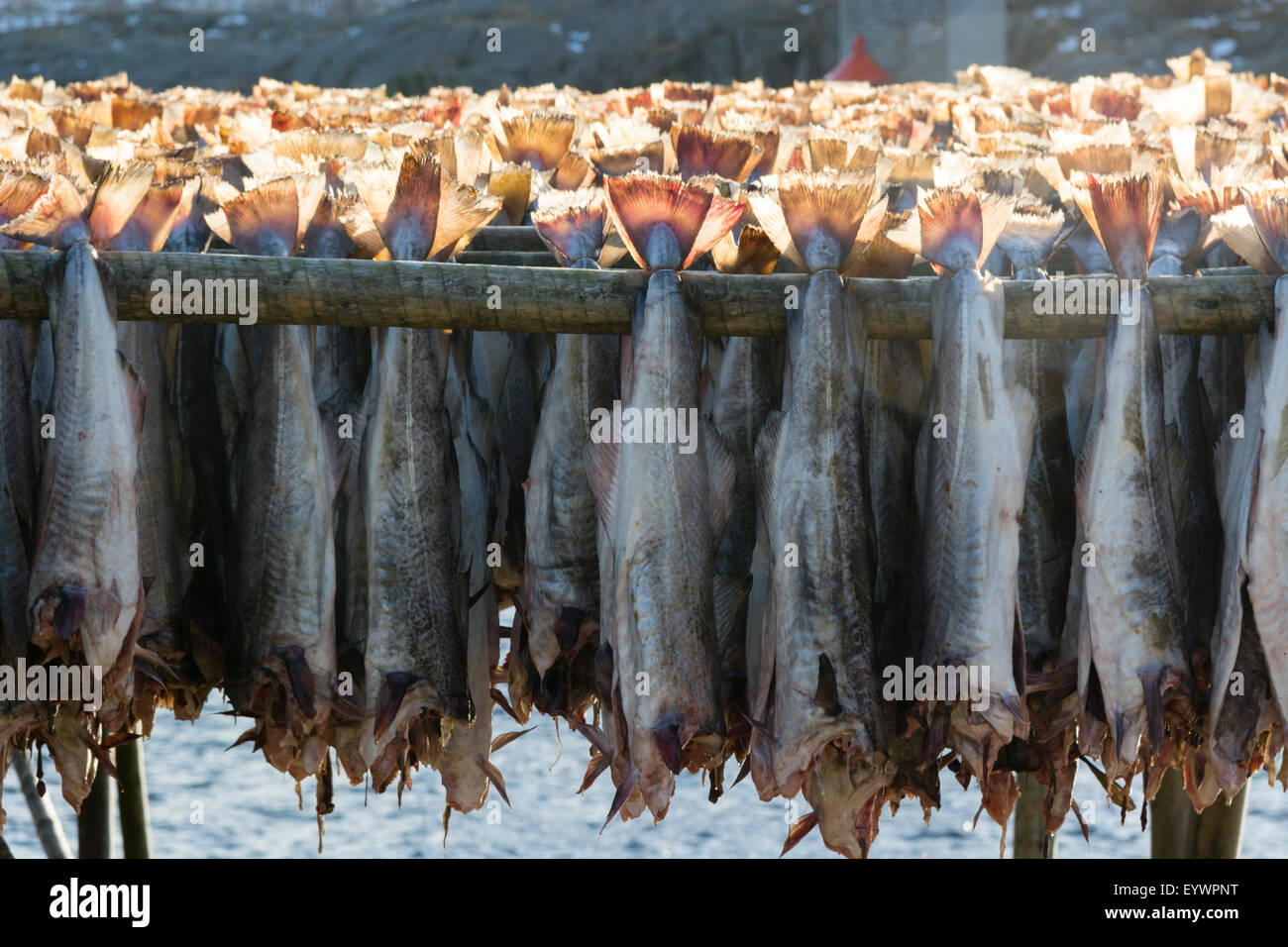Cod fish drying, Hamnoy, Lofoten Islands, Arctic, Norway, Scandinavia, Europe Stock Photo