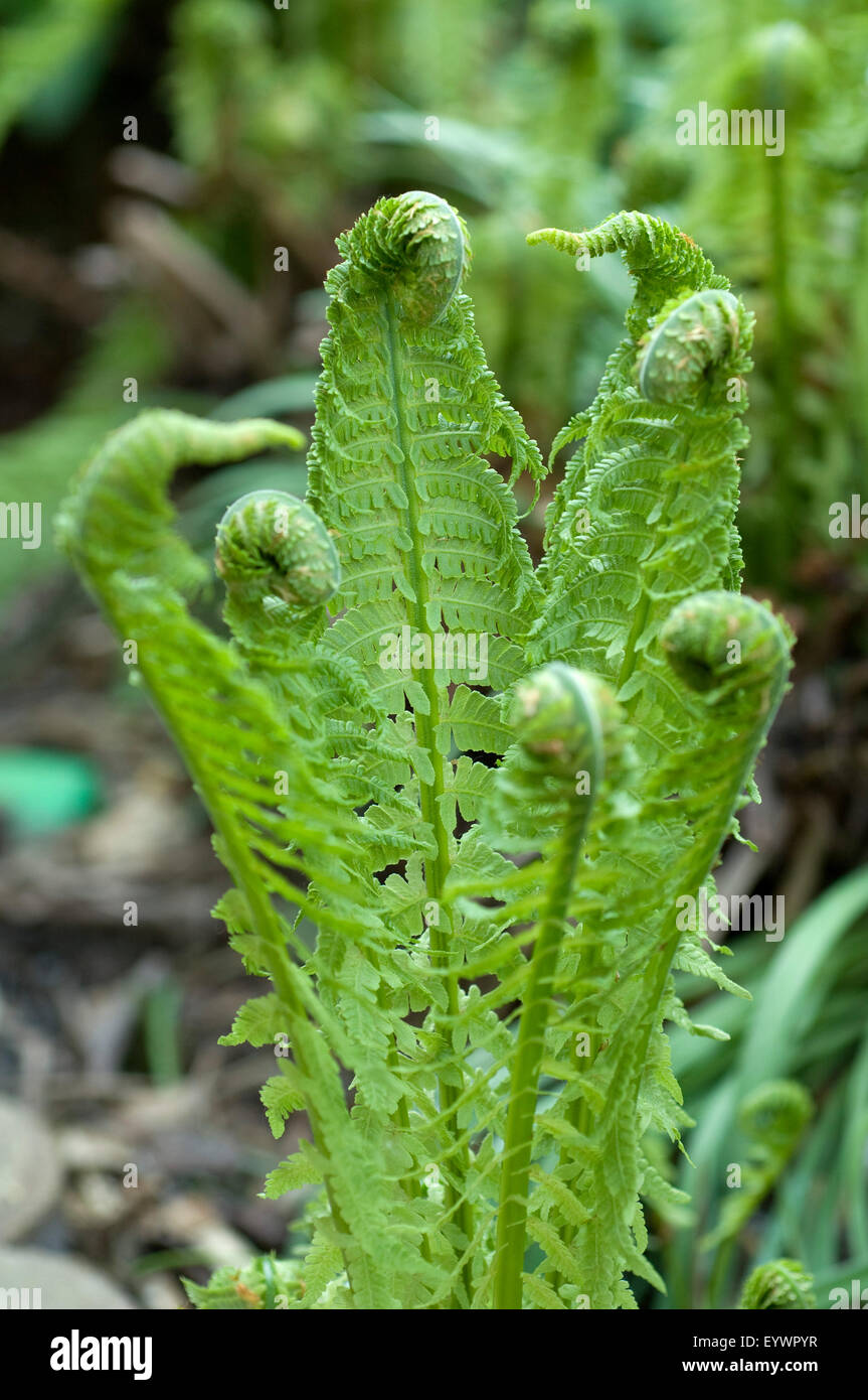 Bischofsstab, junger, Trieb, Jungfarn, Farnblatt, eingerollt Stock Photo -  Alamy