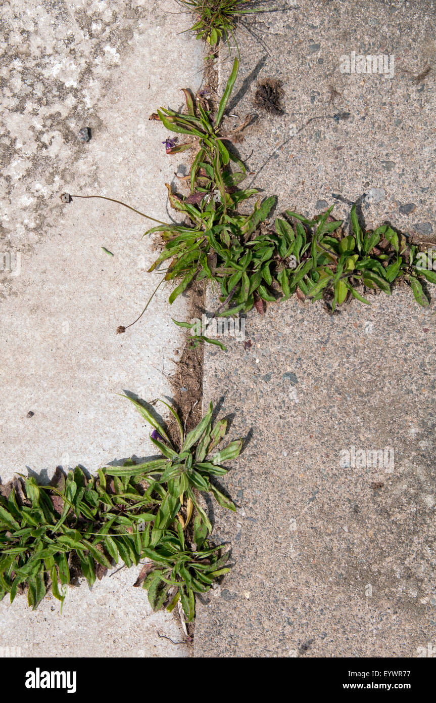 Plants in paving crack hires stock photography and images Alamy