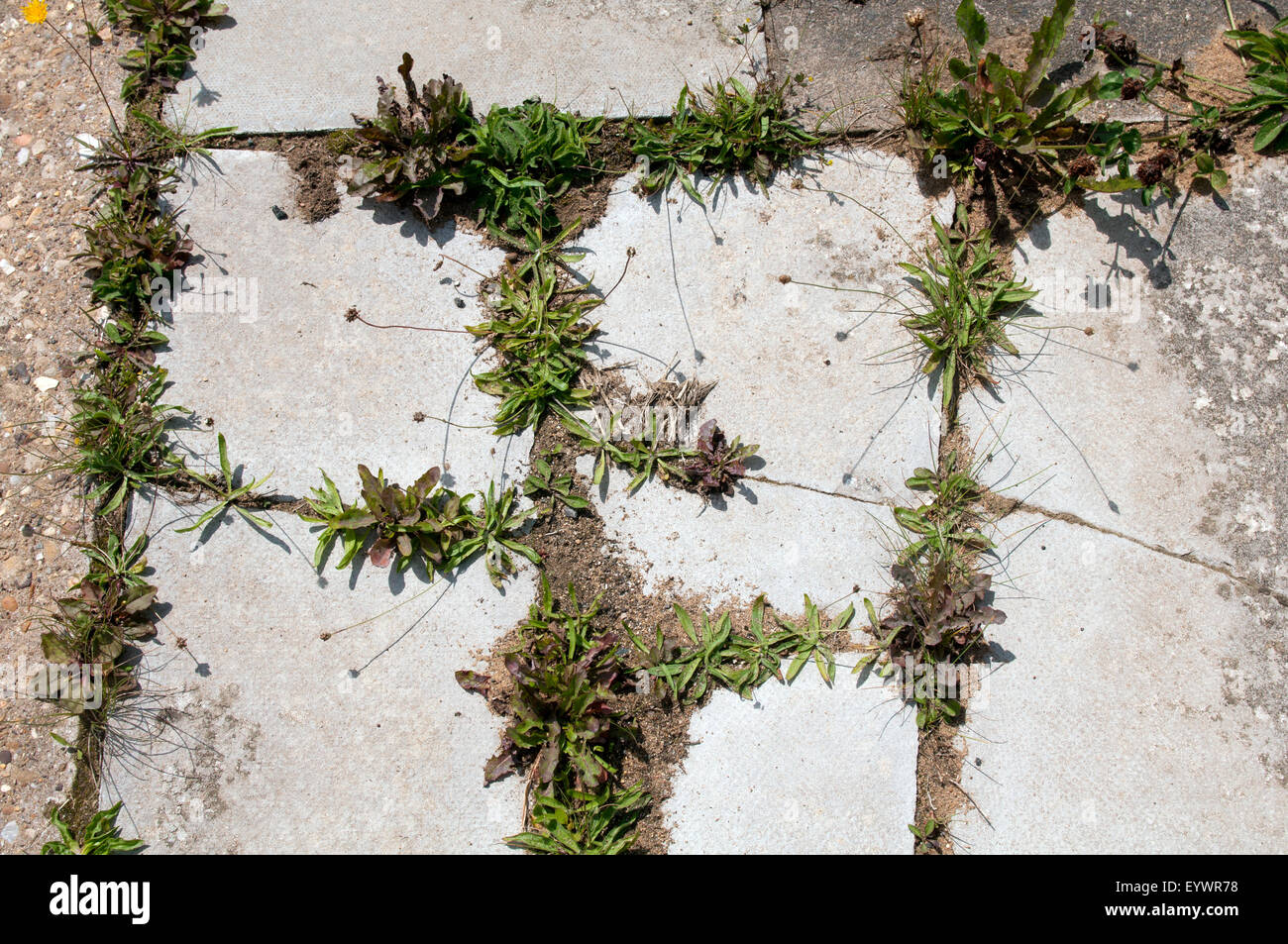 Weed in pavement crack hires stock photography and images Alamy