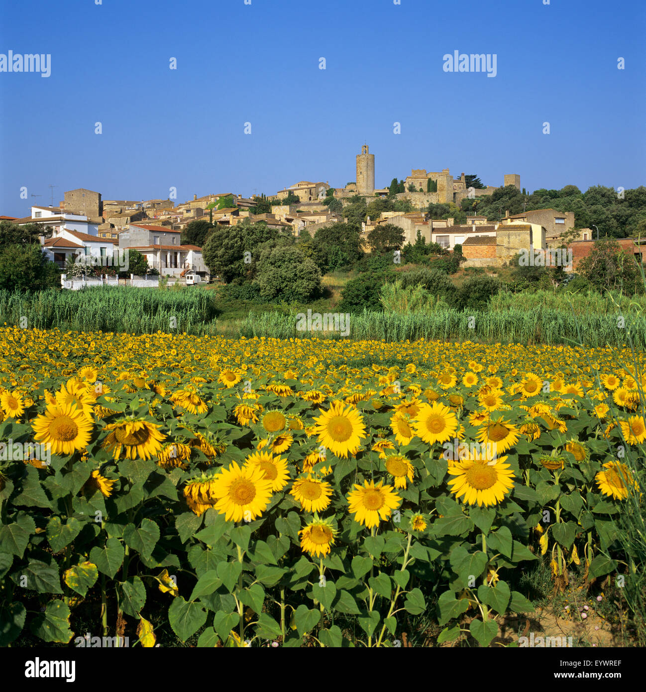 Hilltop village above sunflower field, Pals, Catalunya (Costa Brava), Spain, Europe Stock Photo