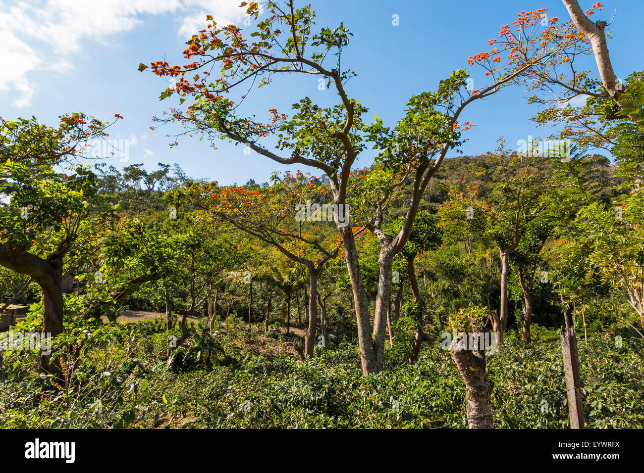 Typical flowering shade tree Arabica coffee plantation in highlands en route to Jinotega, Matagalpa, Nicaragua, Central America Stock Photo