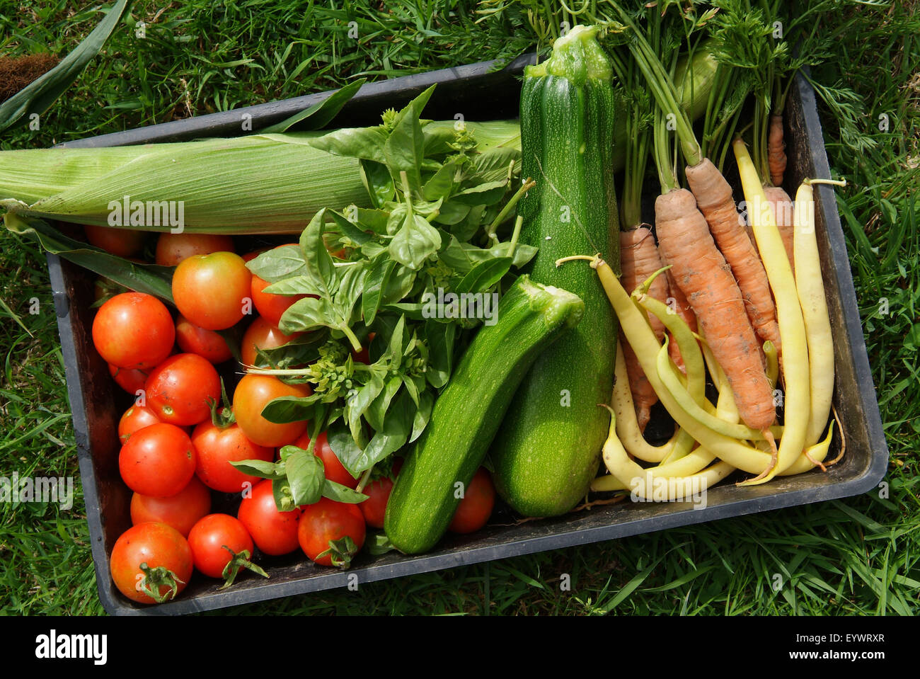 Vegetables collected at the Drybridge allotments, Hereford. Stock Photo