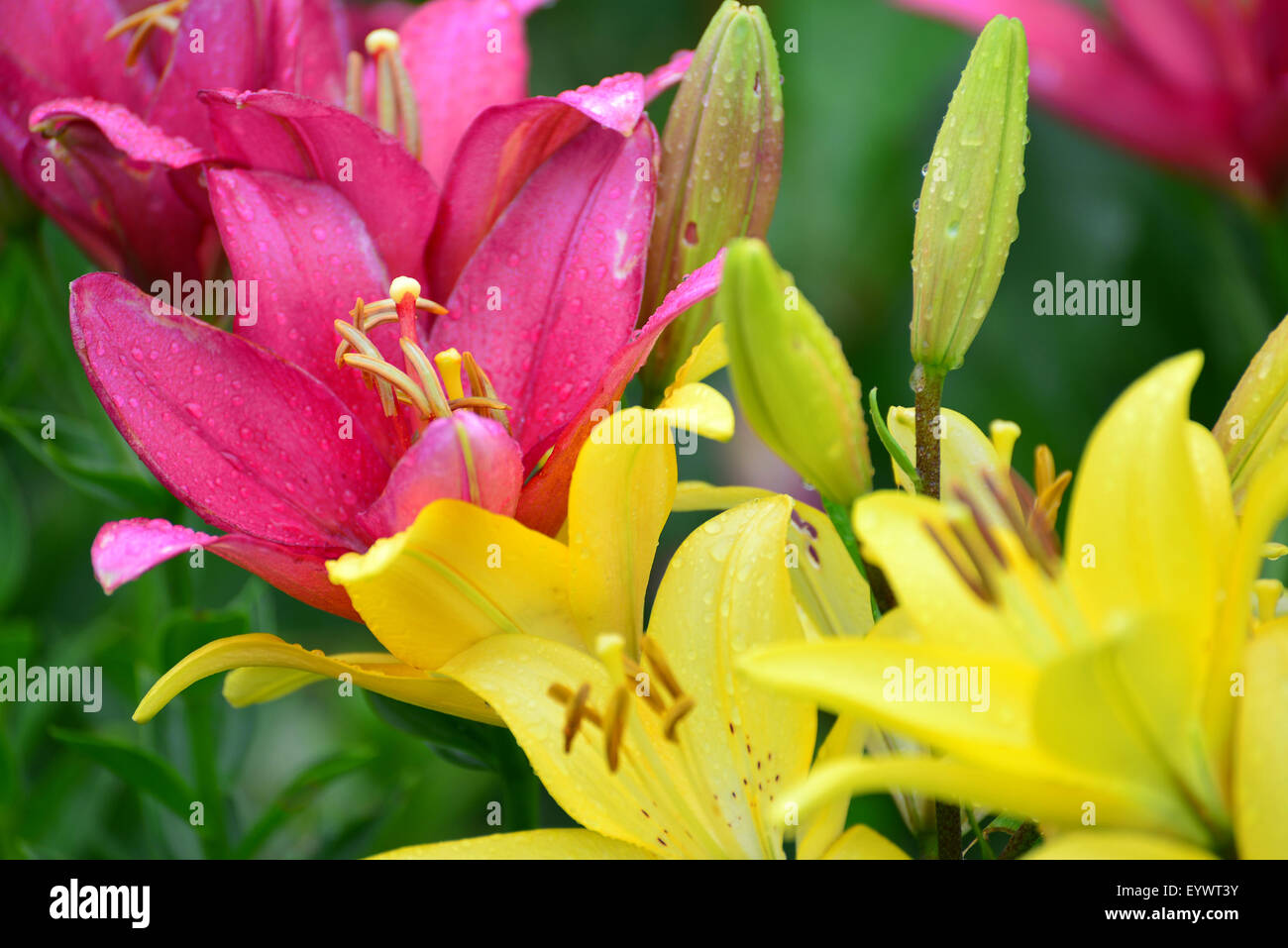Lilies in a drops of water after rain Stock Photo - Alamy