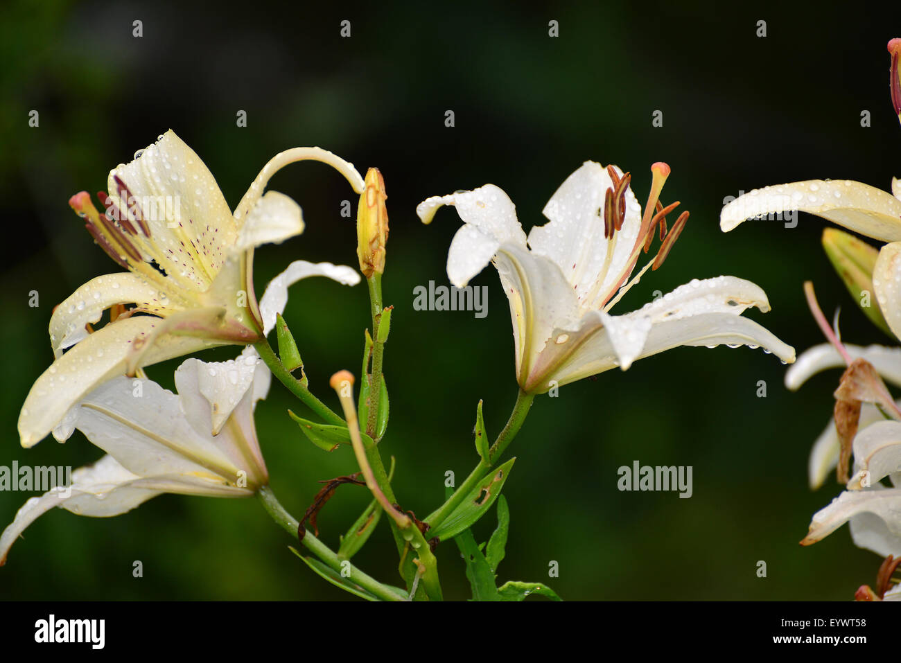 Lilies in a drops of water after rain Stock Photo - Alamy