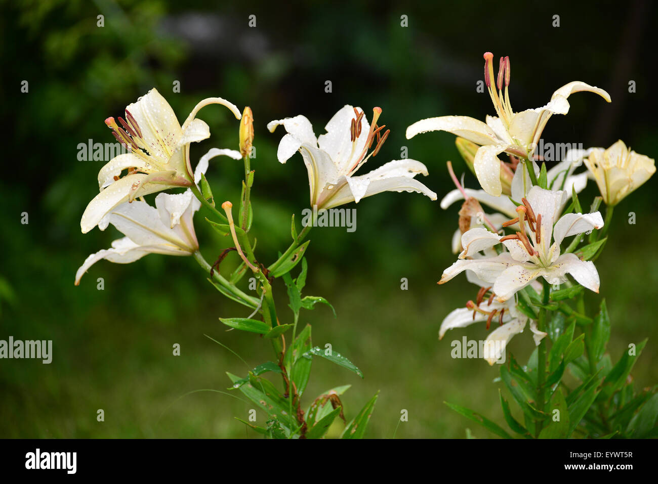 Lilies in a drops of water after rain Stock Photo - Alamy