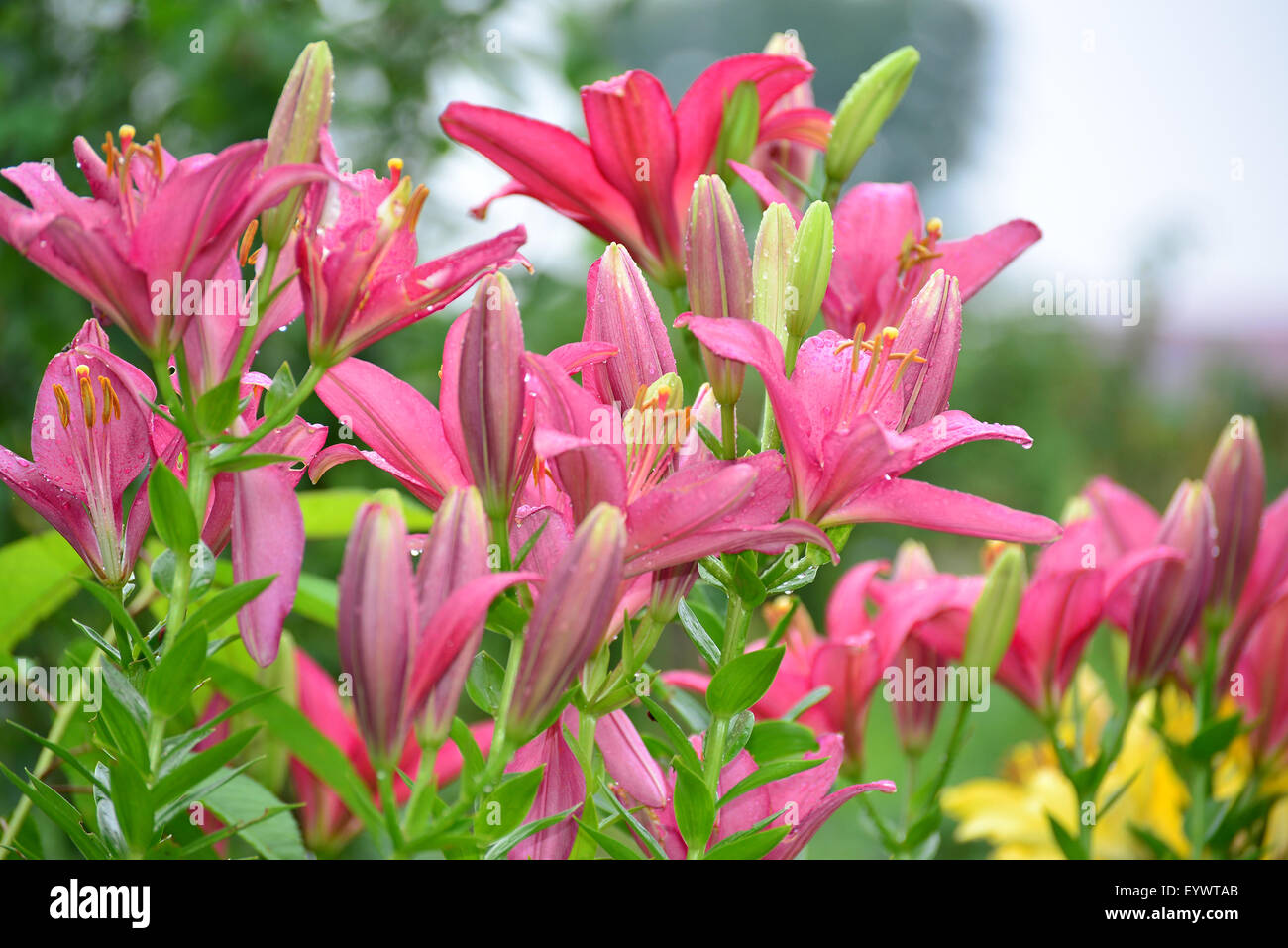Lilies in a drops of water after rain Stock Photo - Alamy