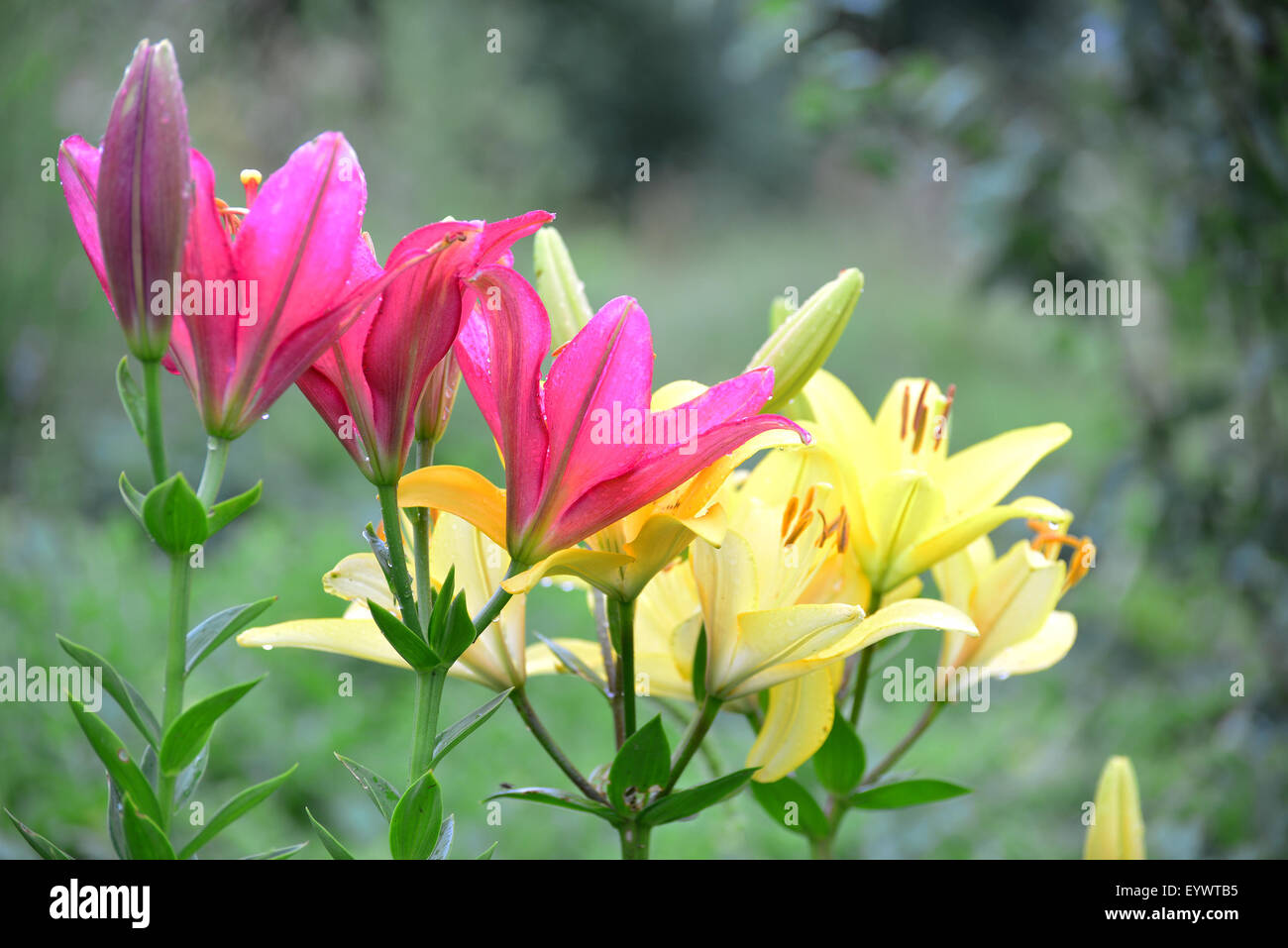 Lilies in a drops of water after rain Stock Photo - Alamy