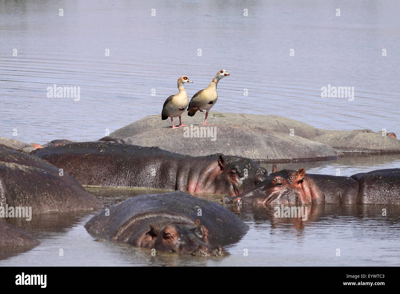 Hippos resting in water with Egyptian geese standing on one hippo's back, Ngorongoro Conservation Area, Tanzania, East Africa Stock Photo