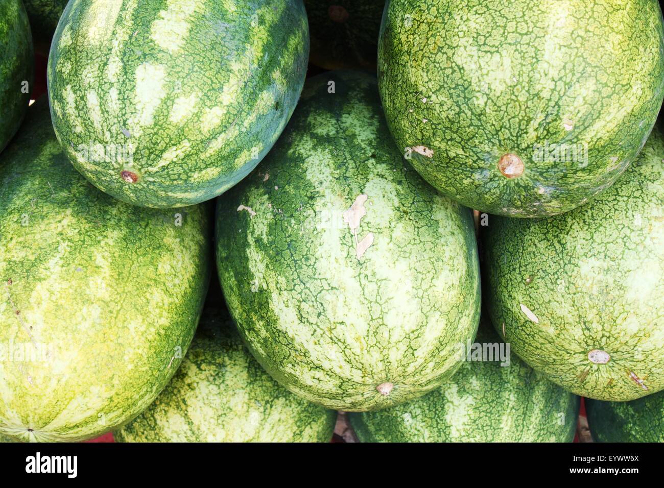 Big watermelons for sale at summer market Stock Photo Alamy
