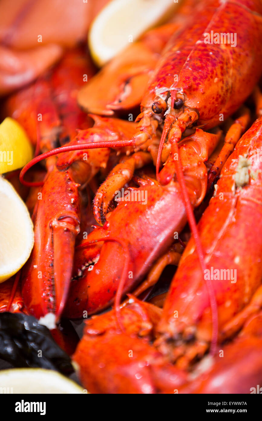 Detail of sea food platter - cooked lobster. Stock Photo