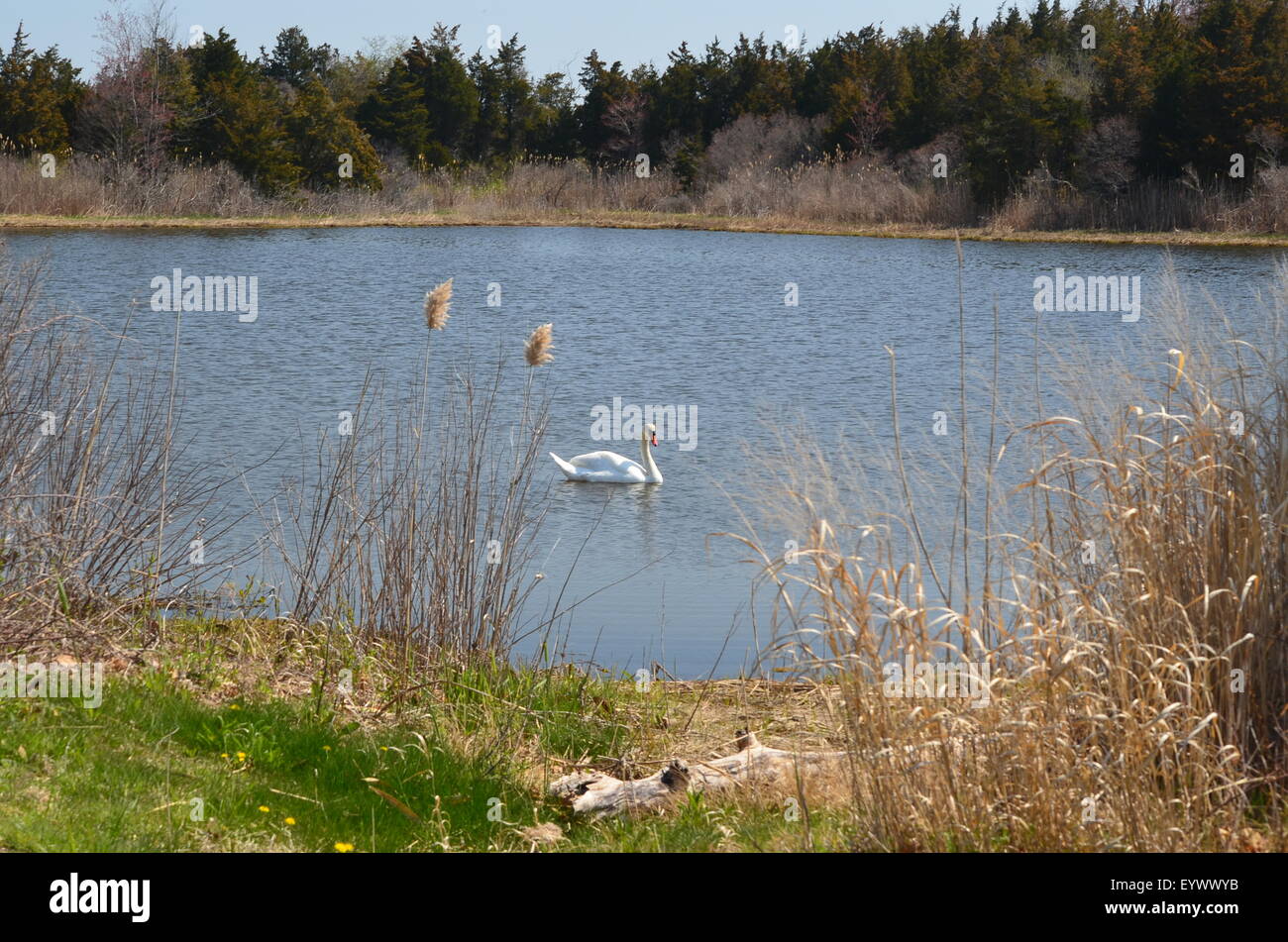 Swan swimming in a pond hi-res stock photography and images - Alamy