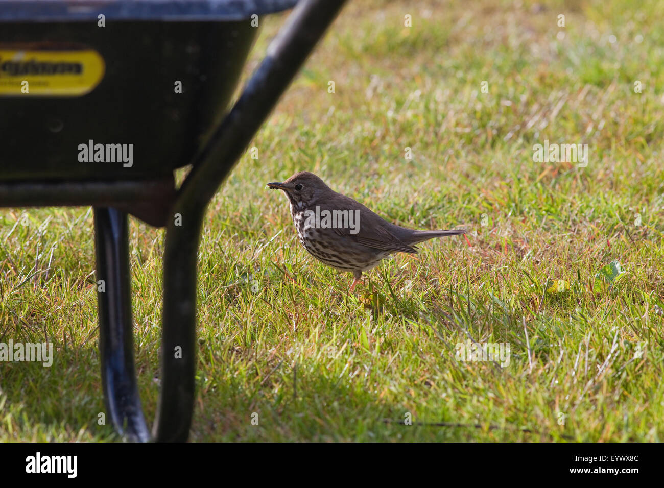 Song Thrush (Turdus philomelos). Searching for food items on a lawn alongside a garden wheelbarrow. May. Stock Photo
