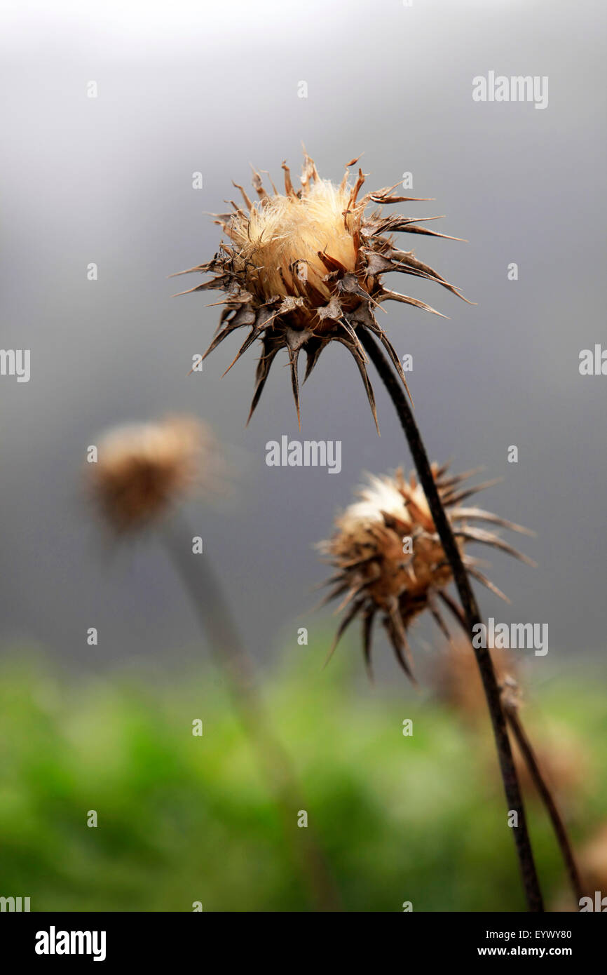 Wild flower - a prickle on a background of the fog Stock Photo