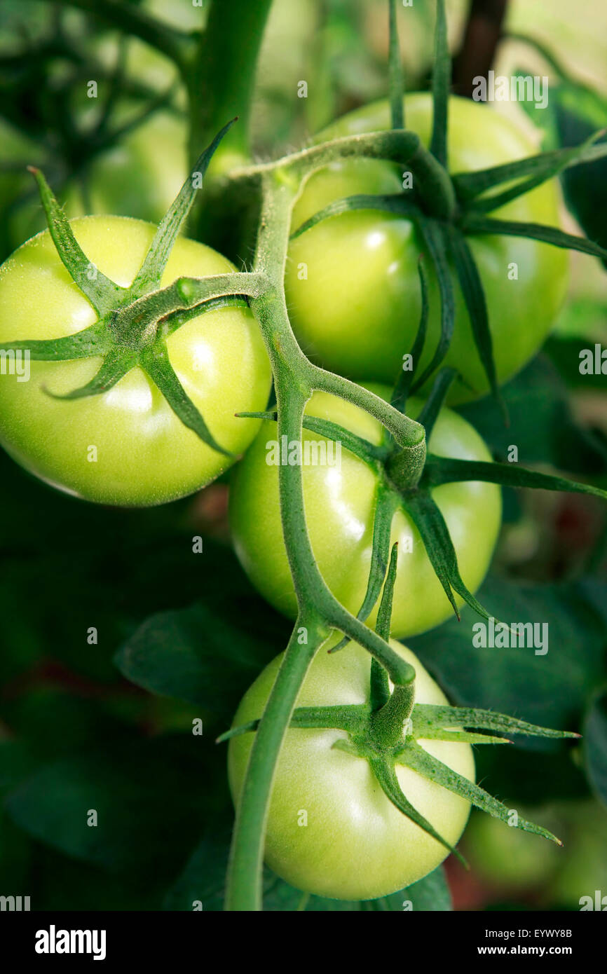 Green tomatoes growing on the vine Stock Photo - Alamy
