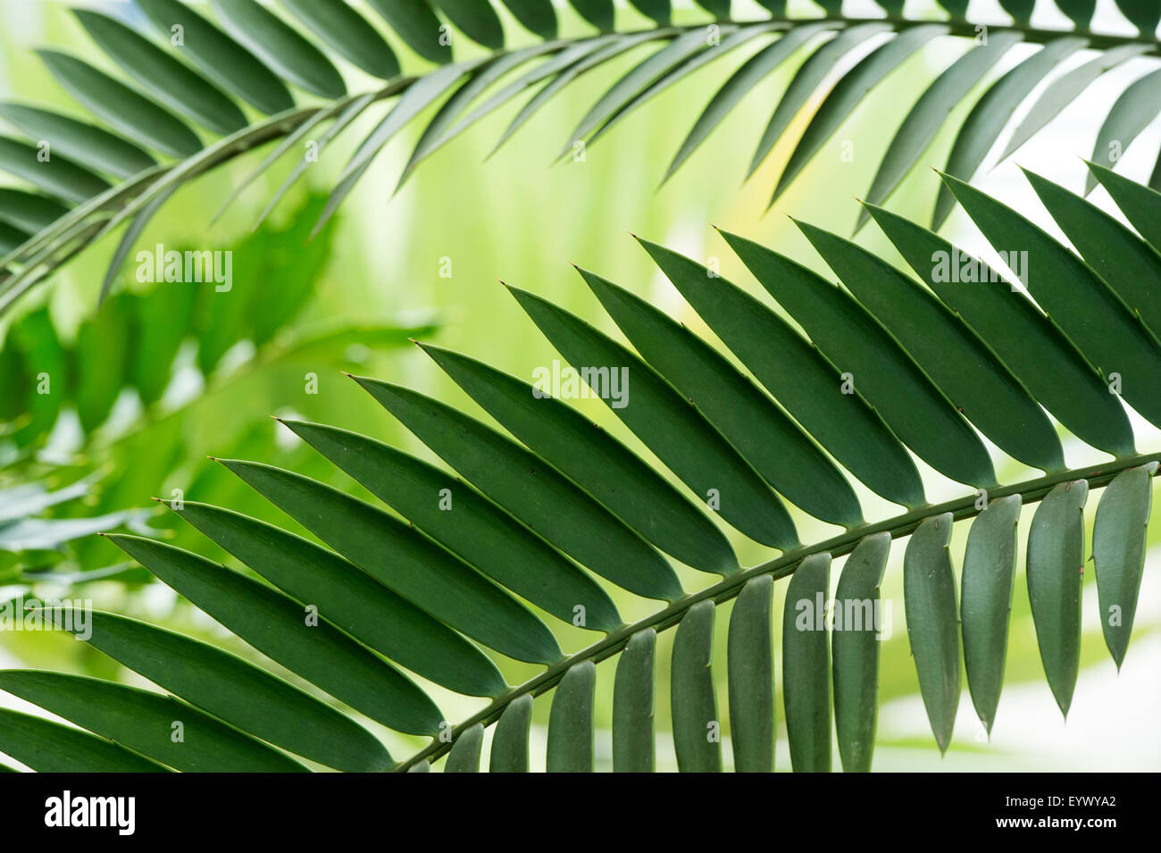 Encephalartos natalensis. Natal giant cycad leaves Stock Photo