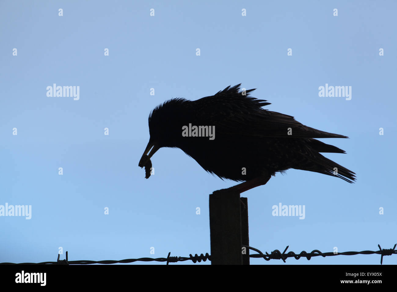 Starling (Sternus vulgaris). In silhouette. Perched. Carrying invertebrate larvae to nest. Stock Photo