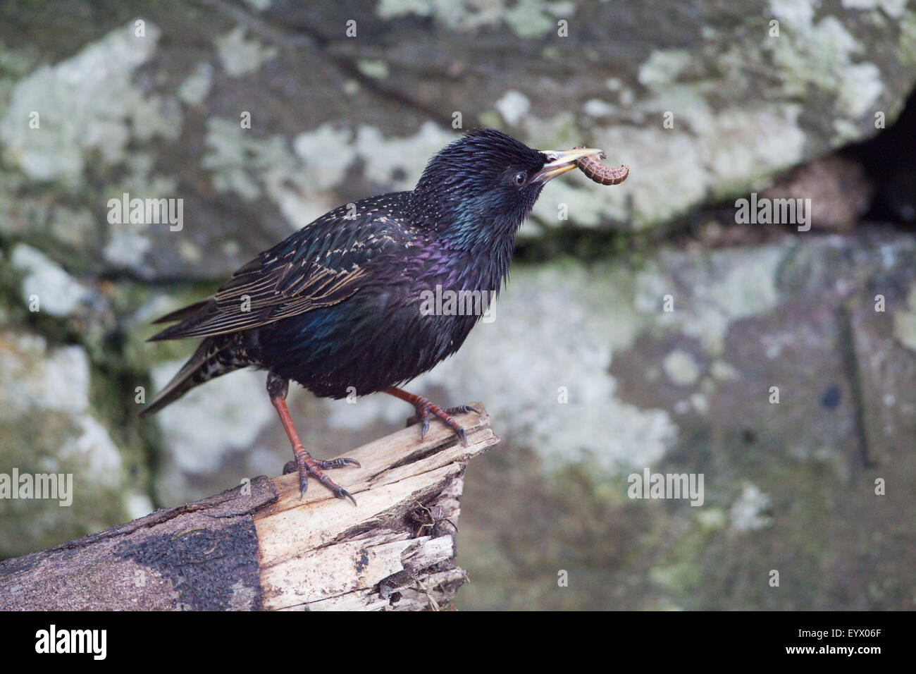 Starling (Sternus vulgaris). Carrying invertebrate larvae to nest in a stone wall. Iona. Inner Hebrides. Scotland. Stock Photo