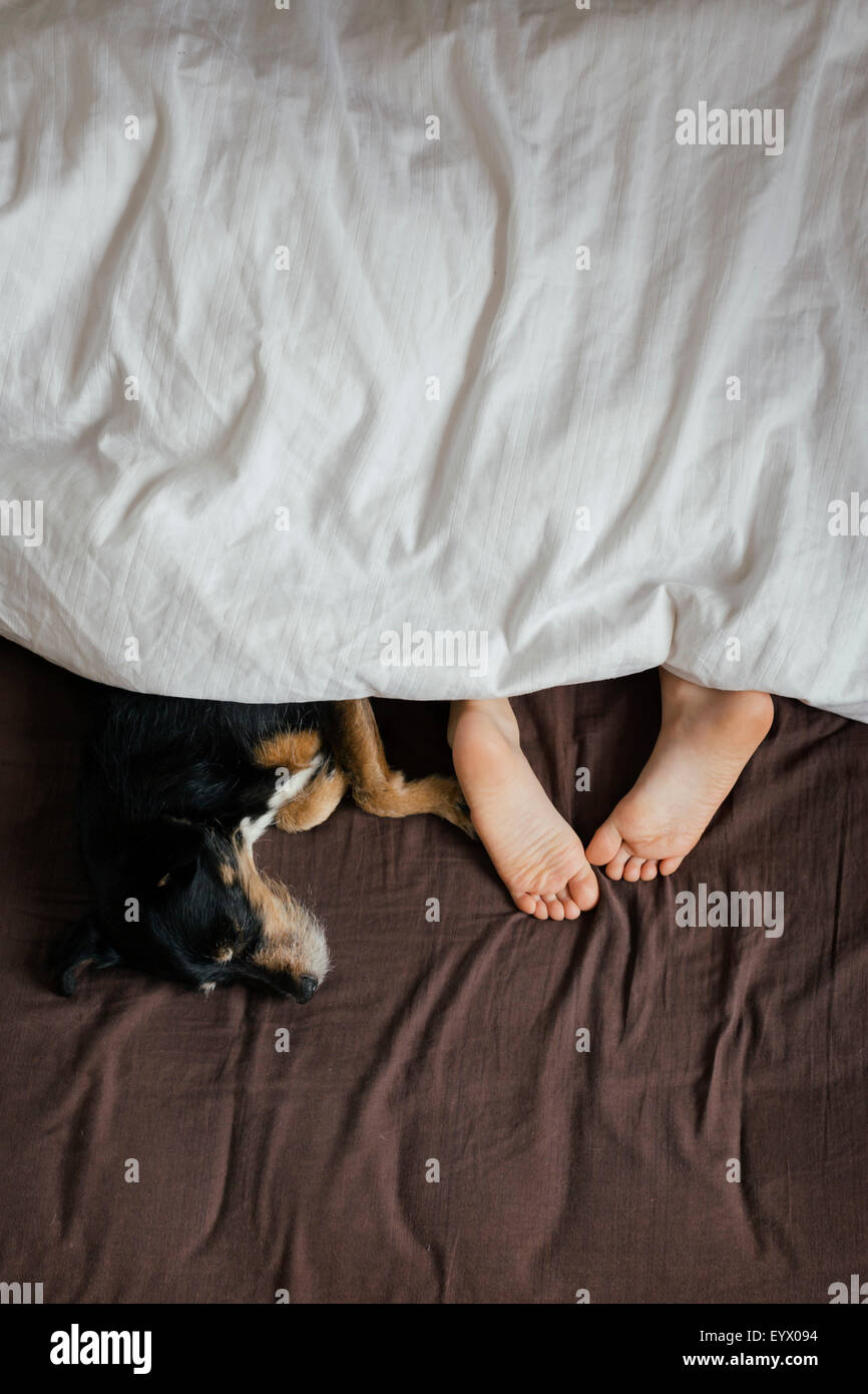 Child sleeping with dog in bed. Stock Photo