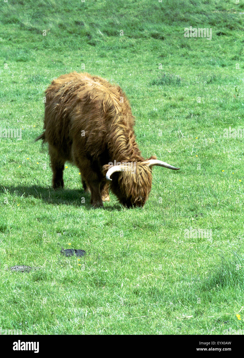 highland cow in field scotland Stock Photo - Alamy