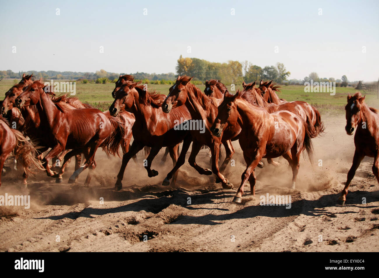 Herd galloping across the desert kicking up the dust Stock Photo