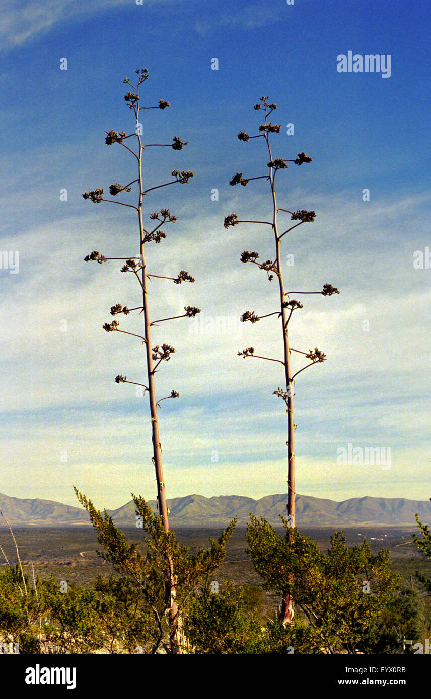 tree in boot hill cemetry arizona Stock Photo