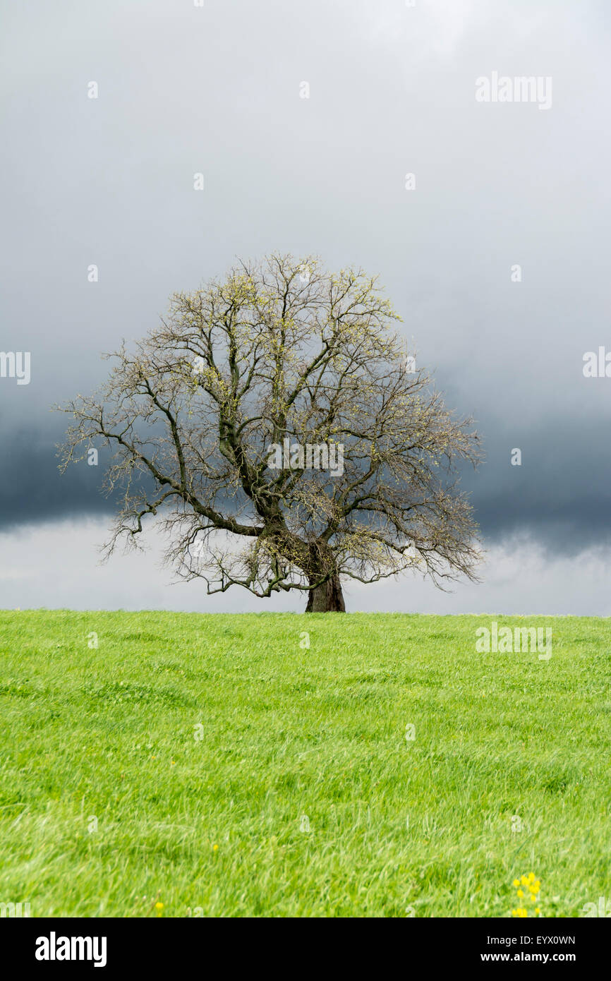 Lone crooked tree in a field under a threatening storm cloud Stock