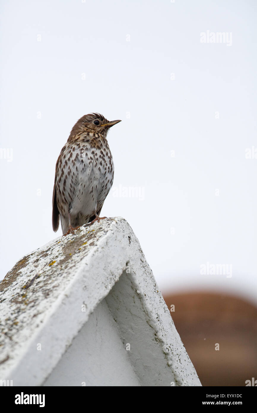 Song Thrush (Turdus philomelos) song post apex of house roof Stock Photo