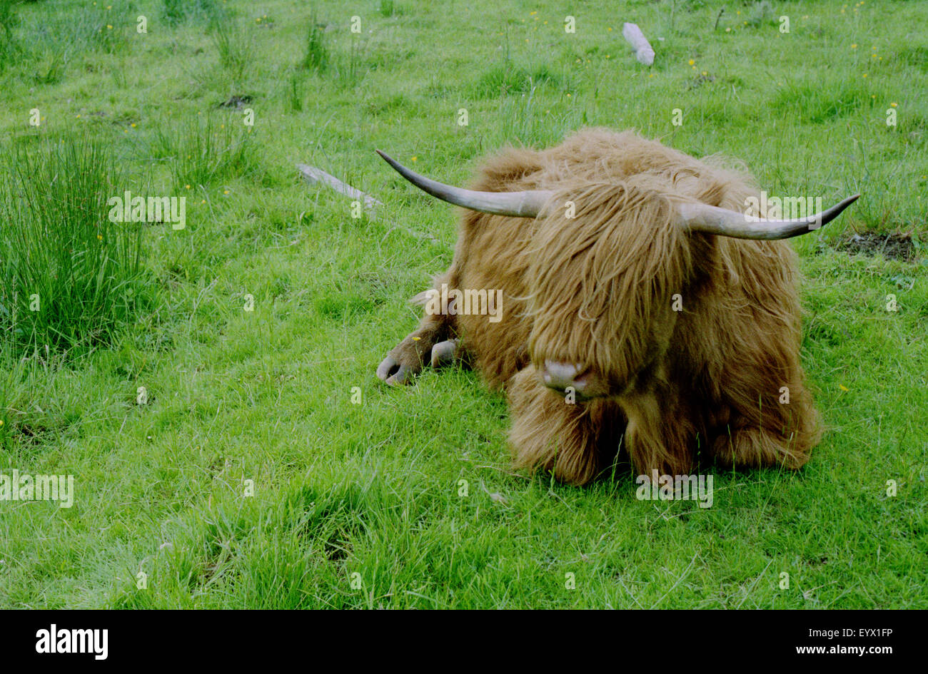 highland cow relaxing in field Stock Photo - Alamy