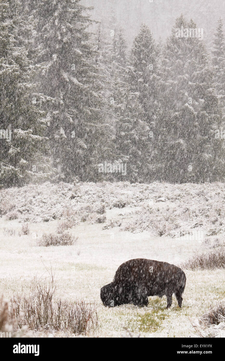 An American Bison feeding despite a snowstorm Stock Photo - Alamy