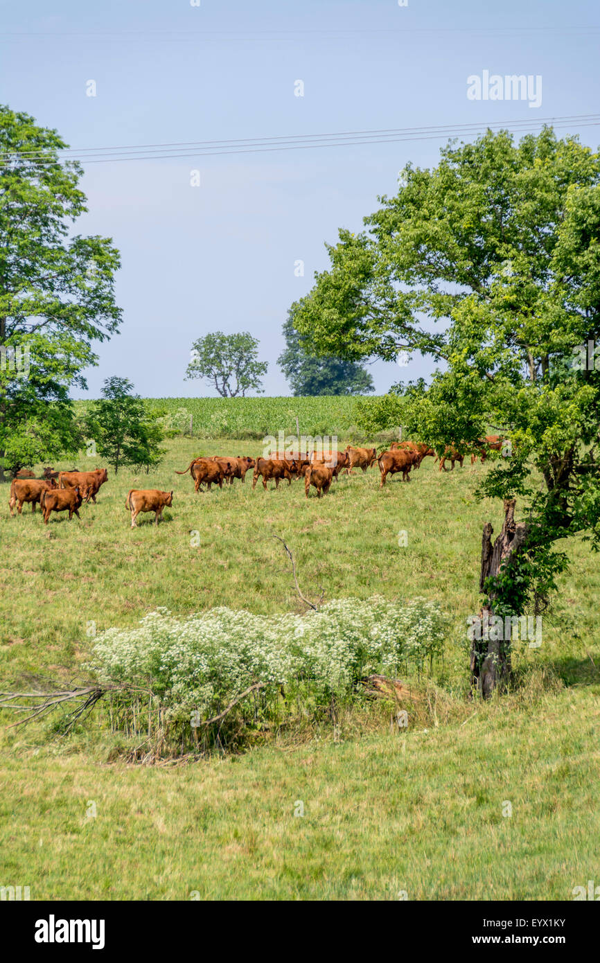 Cattle on a farm in the Bluegrass region of Kentucky USA Stock Photo Alamy