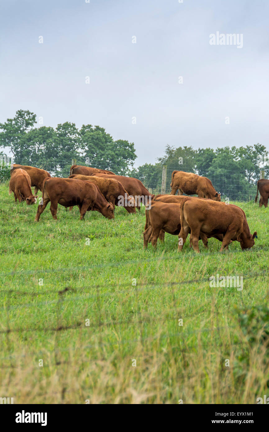 Cattle on a farm in the Bluegrass region of Kentucky USA Stock Photo Alamy