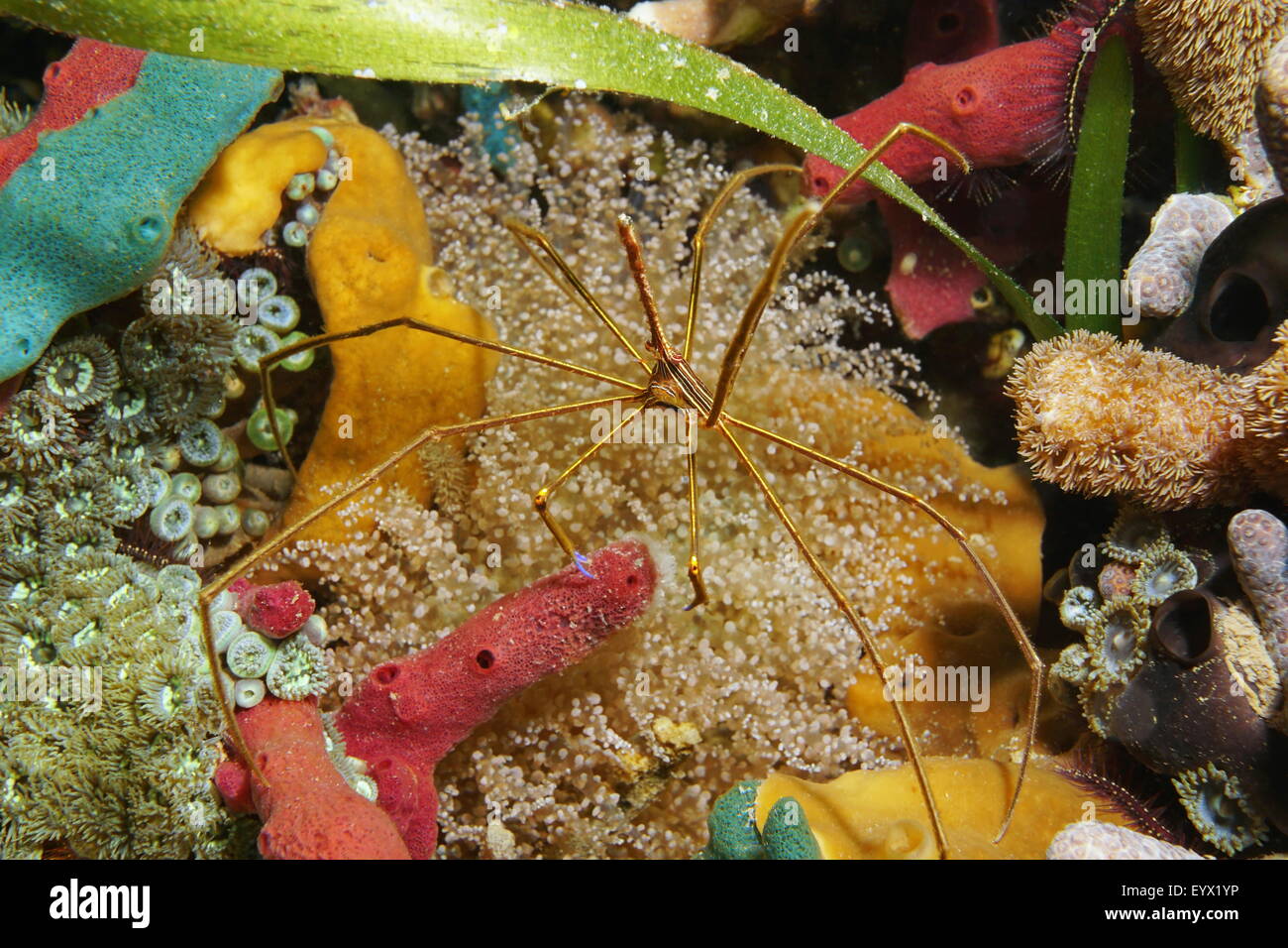 A yellowline arrow crab on a colorful seabed in the Caribbean sea Stock Photo