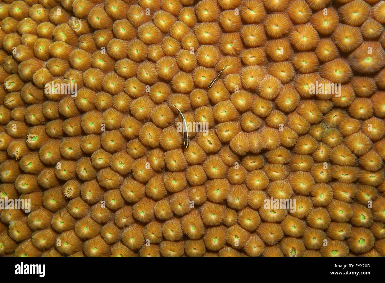 Coral underwater, close-up of Great star coral, Montastraea cavernosa, Caribbean sea Stock Photo