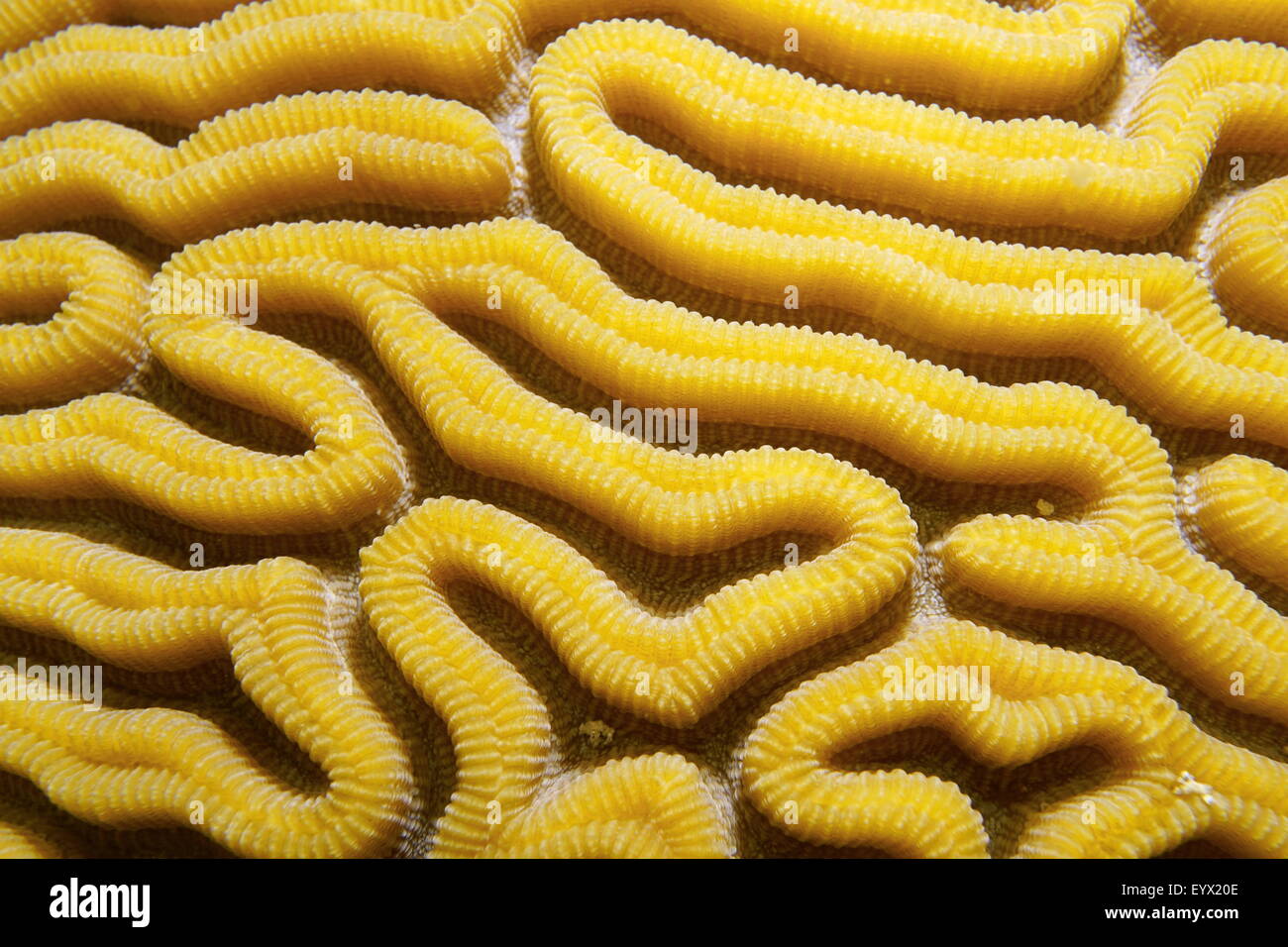 Marine life underwater, close up image of grooved brain coral, Diploria labyrinthiformis, Caribbean sea Stock Photo