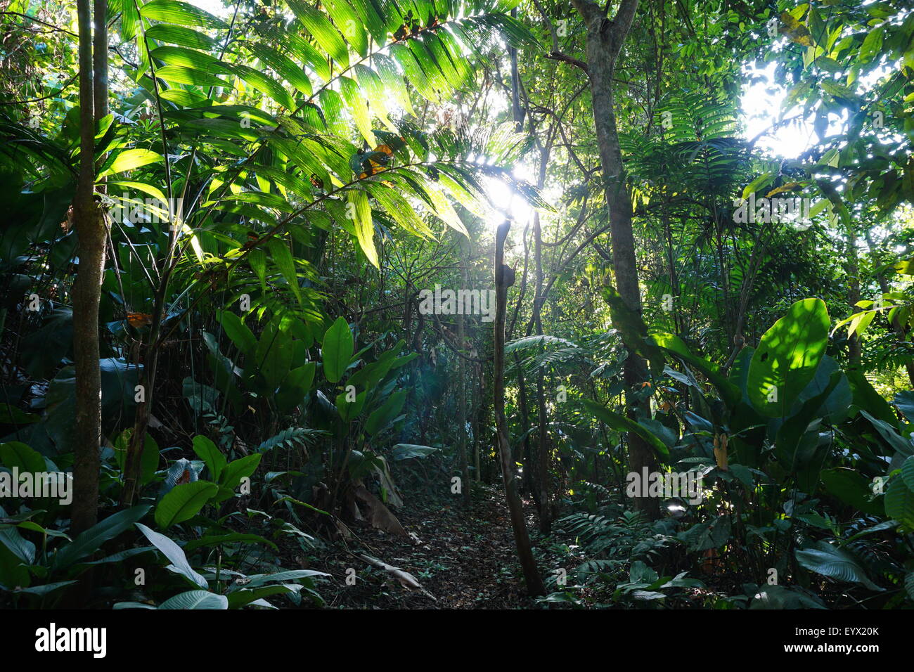 Jungle path through lush vegetation, natural scene, Caribbean side of Costa Rica, Central America Stock Photo