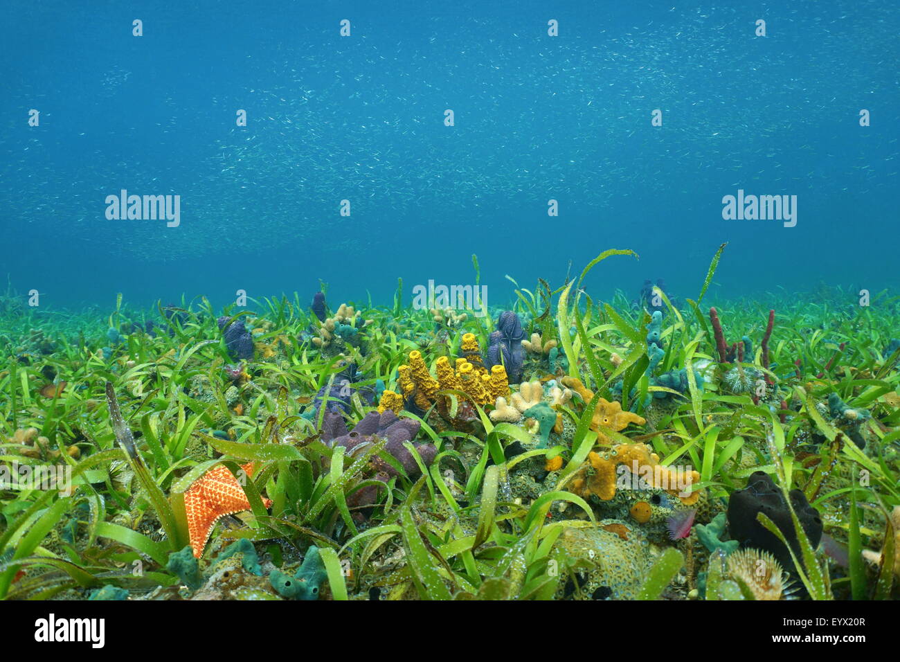 Underwater on the ocean floor with seagrass and colorful sponges in the