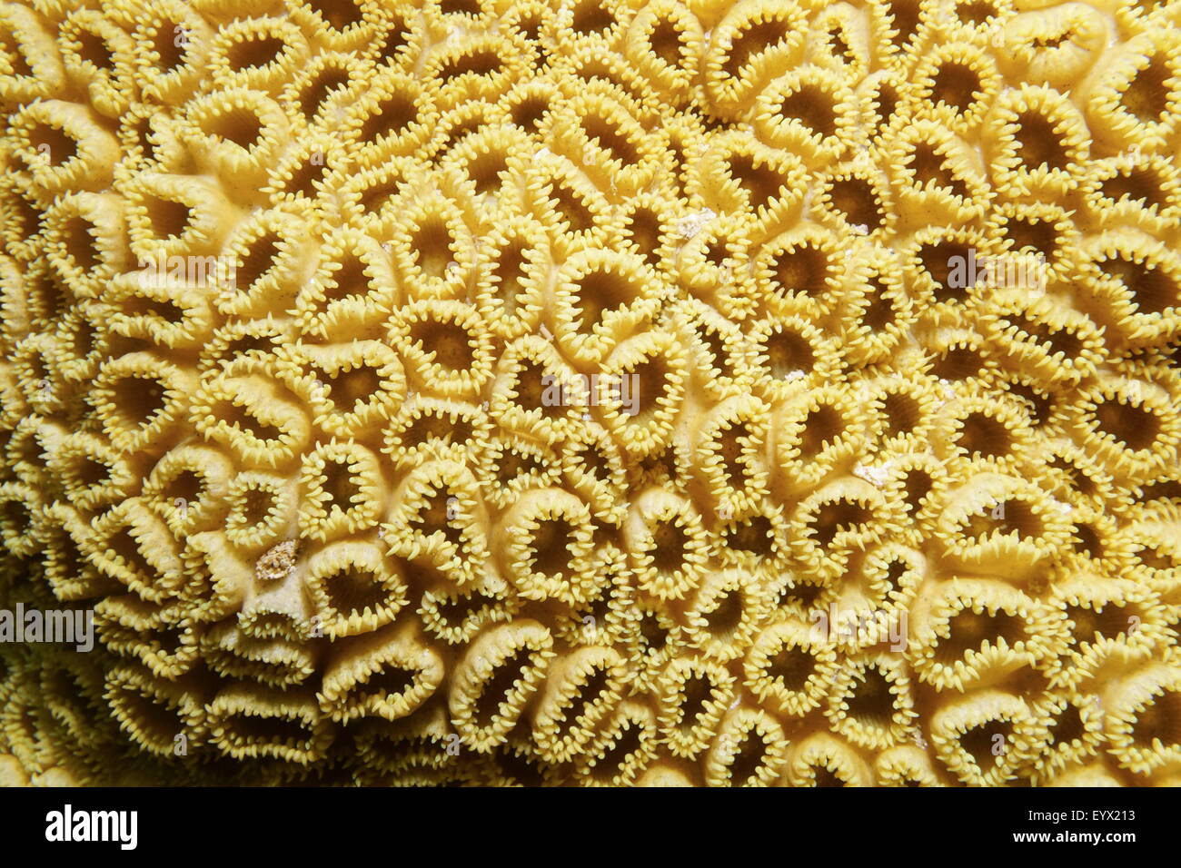 Underwater marine life, close up image of white encrusting zoanthid, Palythoa caribaeorum, Caribbean sea Stock Photo