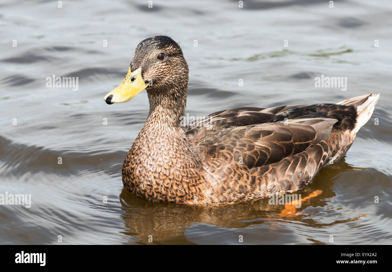 brown duck with yellow beak swimming in water Stock Photo