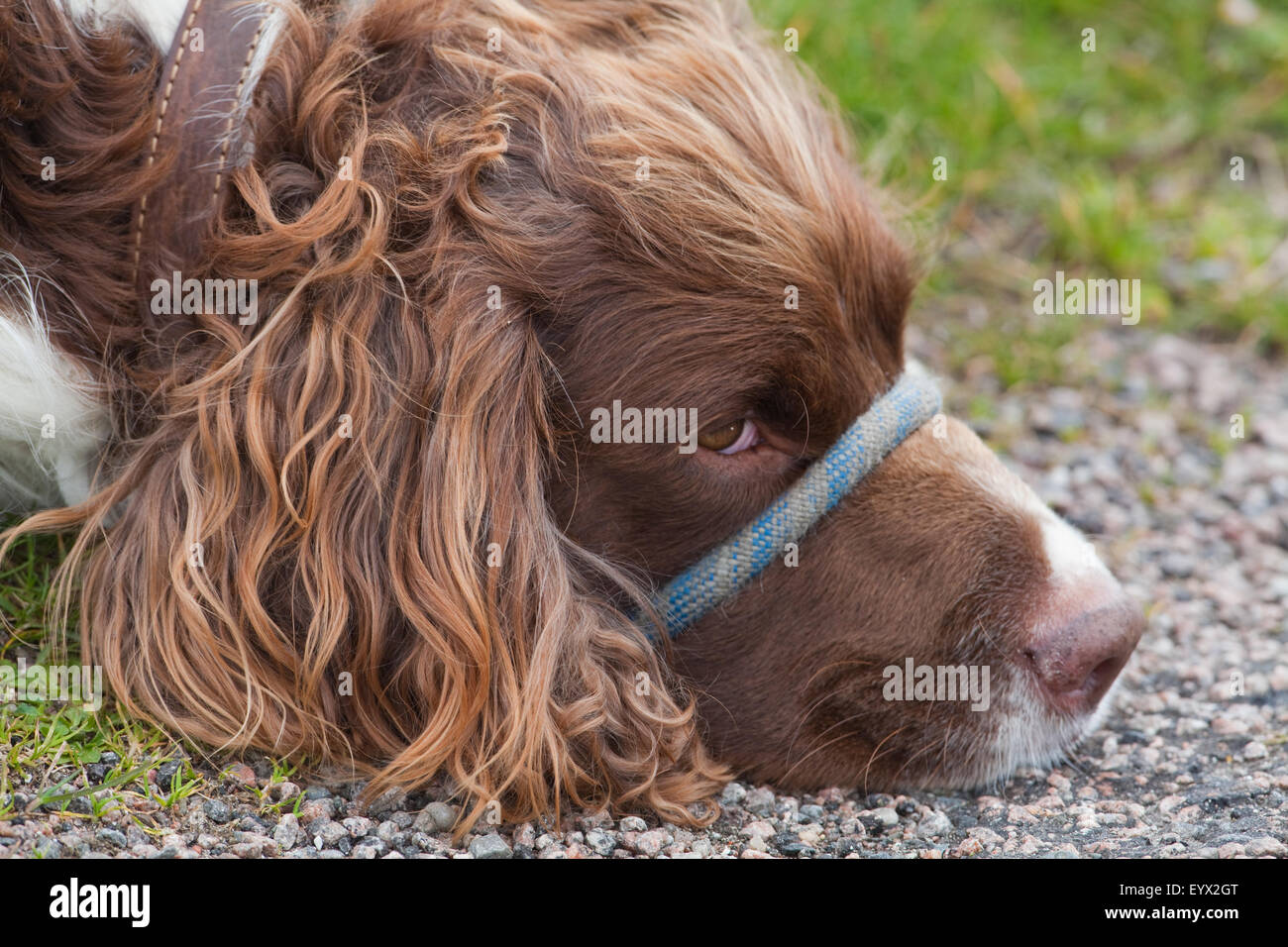 Spaniel. Domestic companion- but temporarily tied up. Watching, eye contact, for anything that might suggest a change of things Stock Photo