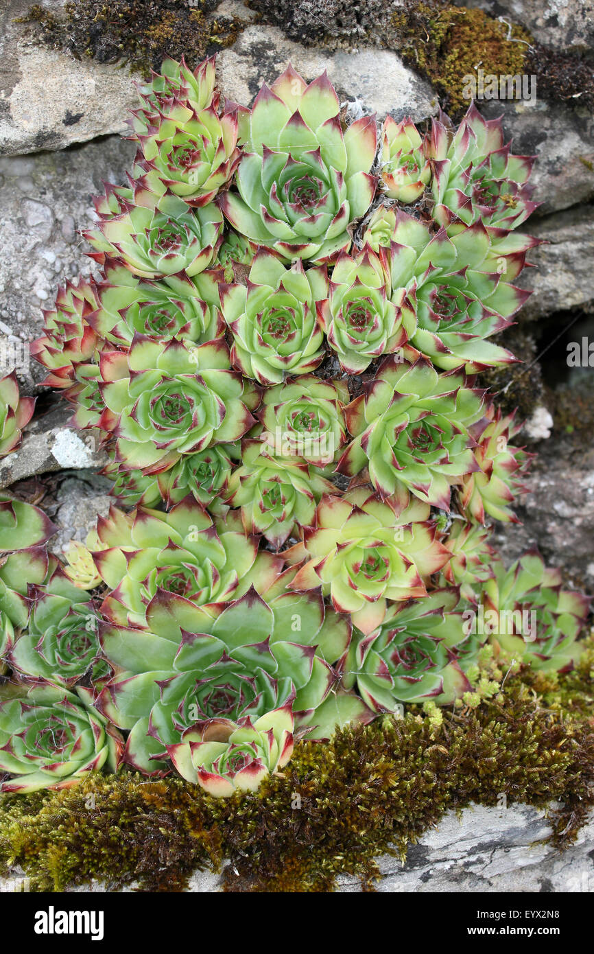 Common Houseleek Sempervivum tectorum Growing On A Stone Wall In Cumbria, UK Stock Photo