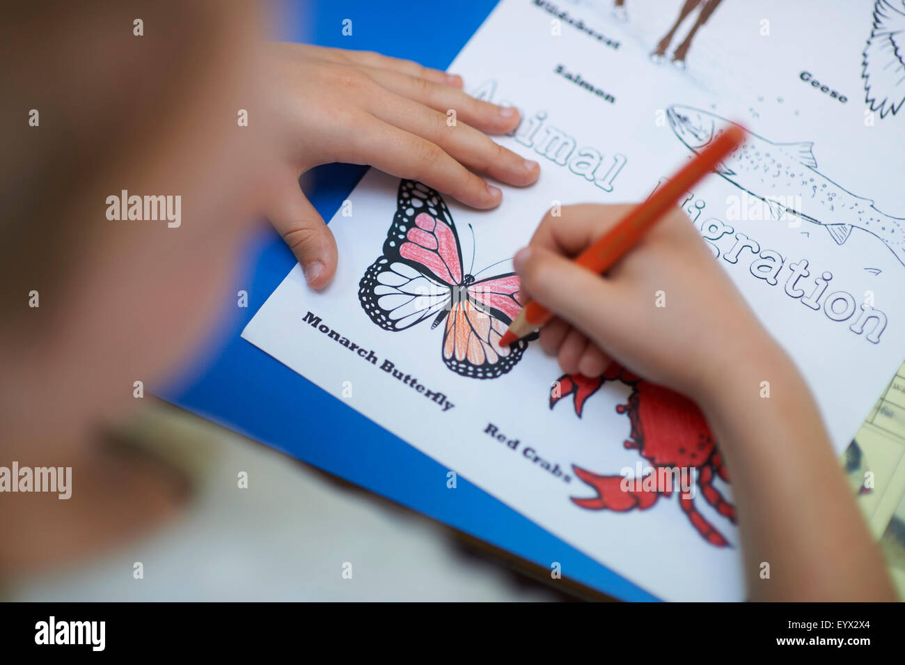 child drawing butterfly Stock Photo