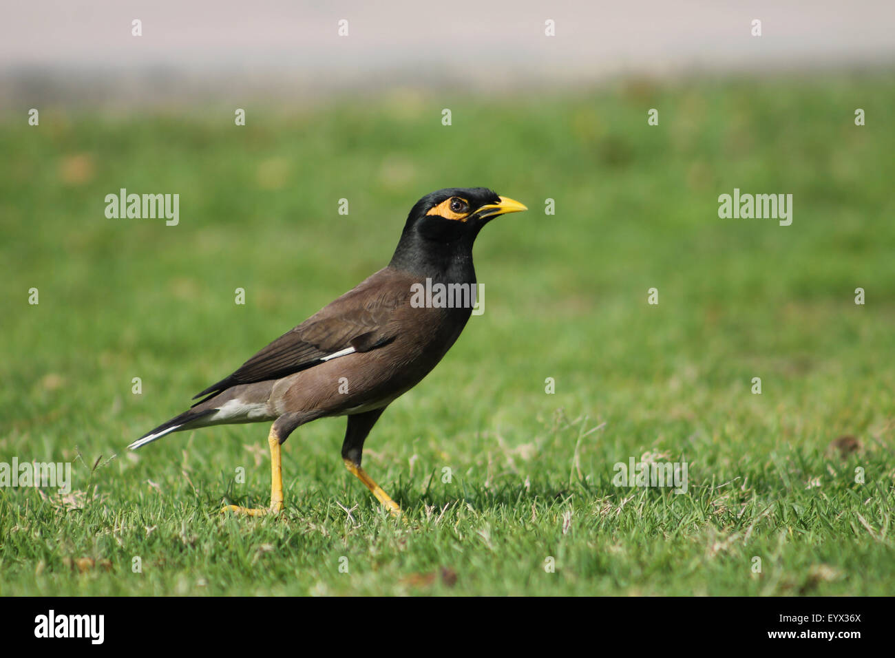 Indin Mynah on grass, a morning shot from Abu Dhabi family park. Stock Photo