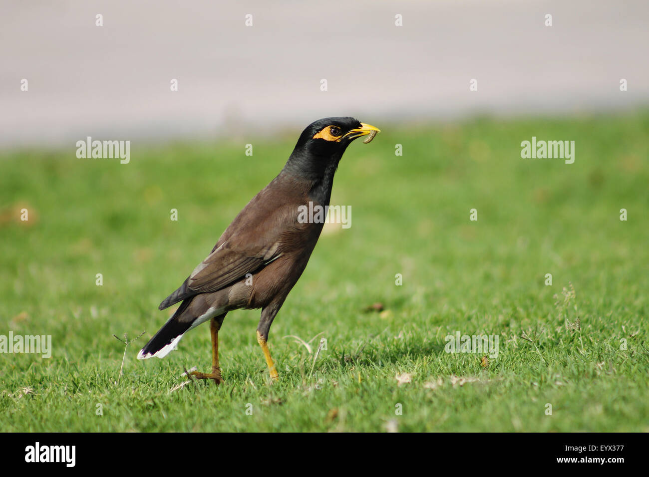 Common Mynah with its Pray - a morning shot from Abu Dhabi, by Manoj Attingal Stock Photo