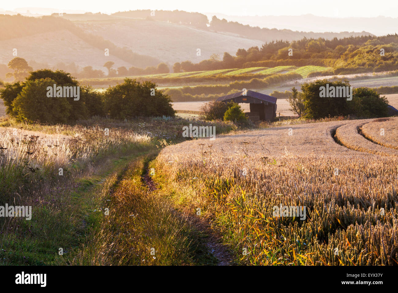 View over wheat field and barn from the Ridgeway in Wiltshire Stock ...
