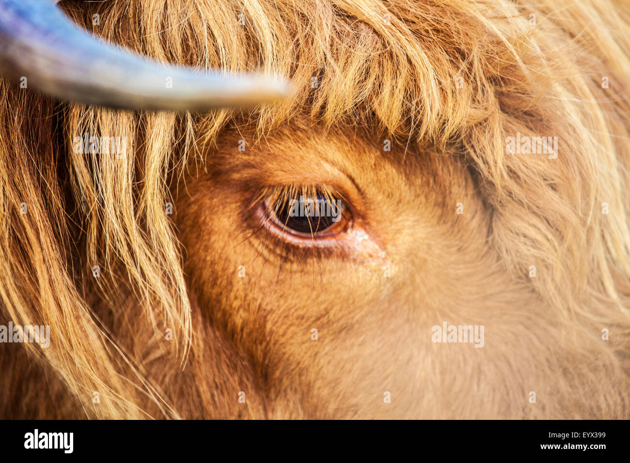Close up of the head of a Highland cow, Bos taurus. Stock Photo